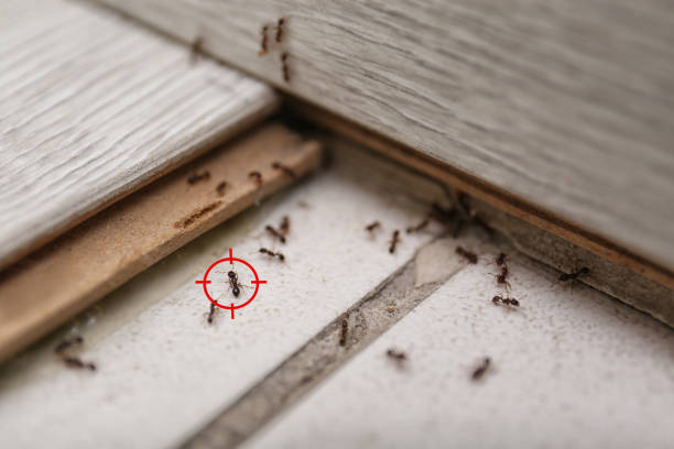 Professional Pest Control in Midland City, AL
